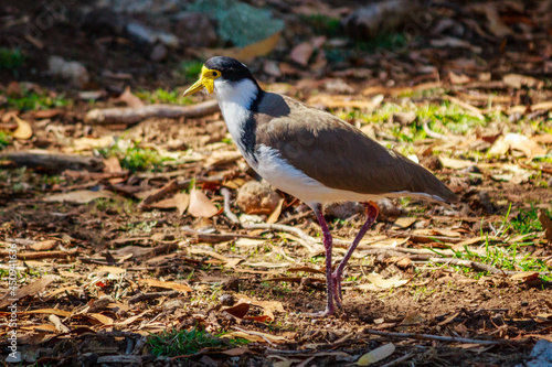 Masked Lapwing