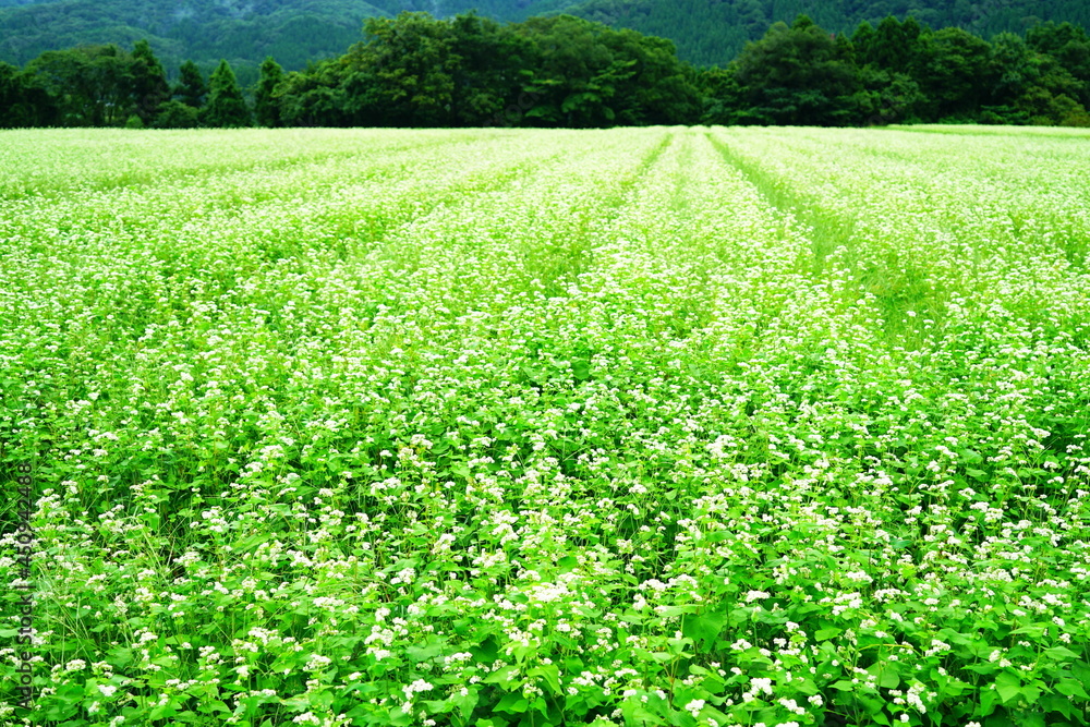 白い花が咲いたソバ畑と木々にピント全体 白い花が咲いたソバ畑と木々にピント全体