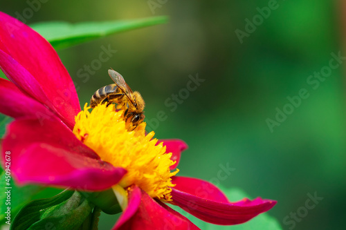 A wild bee collects nectar from a bright red large flower in summer.