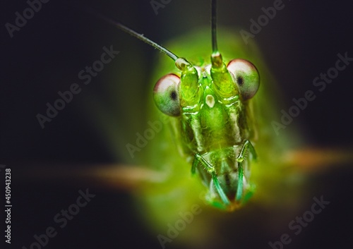 Closeup of a katydid