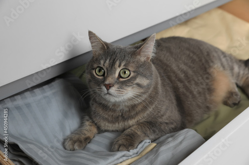 Beautiful grey tabby cat lying on clothes in drawer of dresser at home. Cute pet