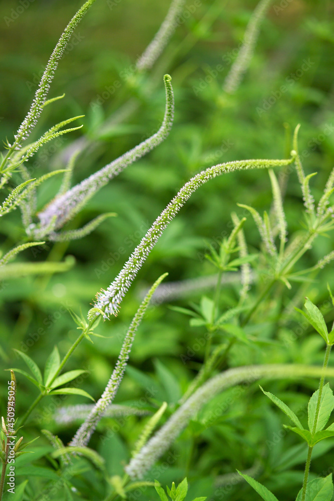 long-leaf spike speedwell long-leaf spike speedwell