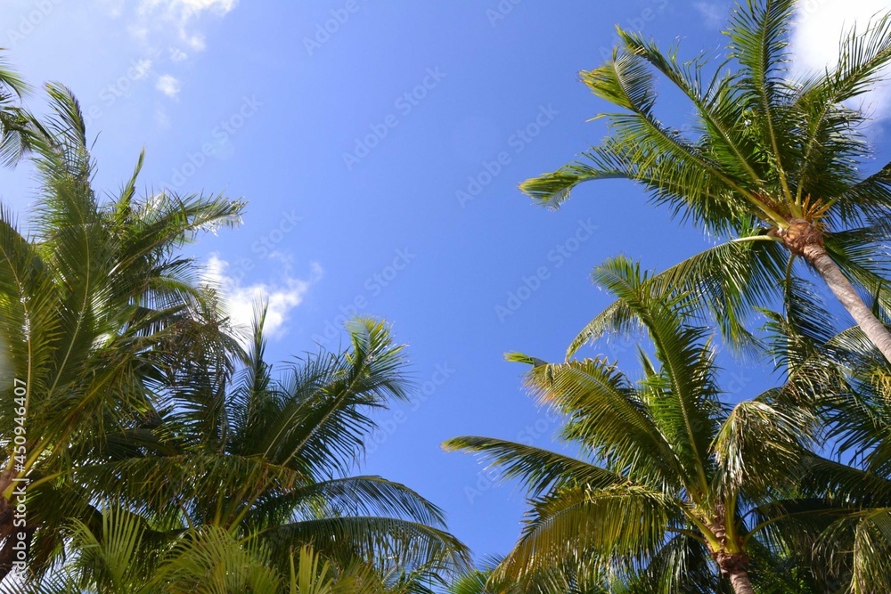 palm trees against sky palm trees against sky