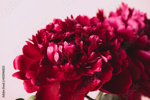 Blooming red burgundy peony flowers close-up on a pastel pink background copy space