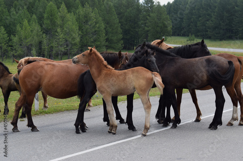  foal with horses on the road