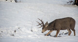 A foraging Mule Deer during Canadian winter