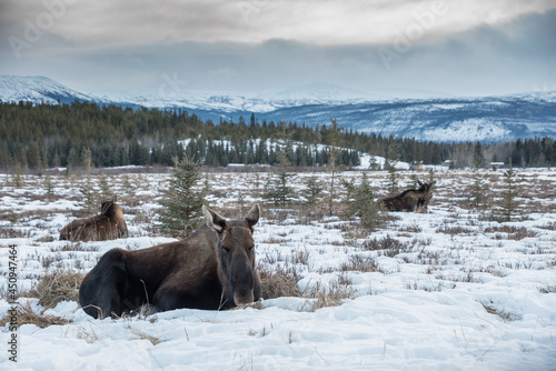 Three Resting Moose, Whitehorse, Yukon Territory, Canada