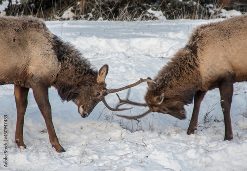 Two Juvenile Elk Practicing Duelling Together  during winter in Canada