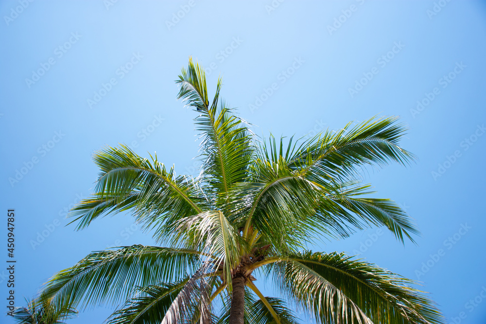 Palm tree with clear sky