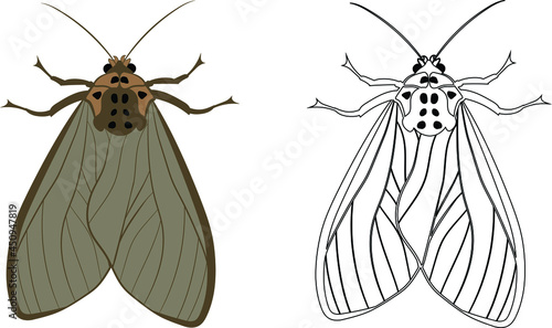 Realistic Illustration of Moth or Butterflies. Isolated on White Background. Insects Bugs Worms Pest and Flies.