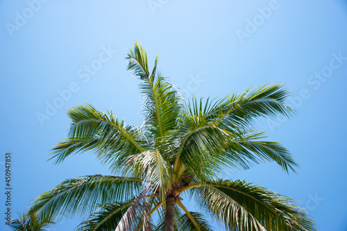 Palm tree with clear sky