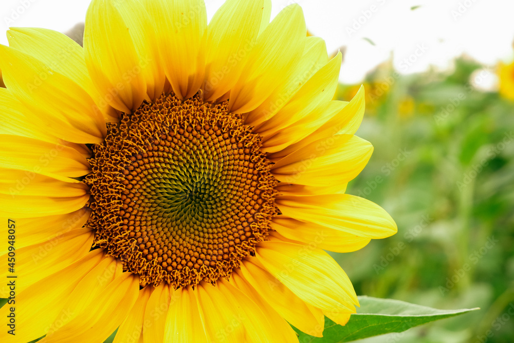 Sunflower flower on the field in backlight against the background of the sky. Sunflower flower on the field in backlight against the background of the sky.