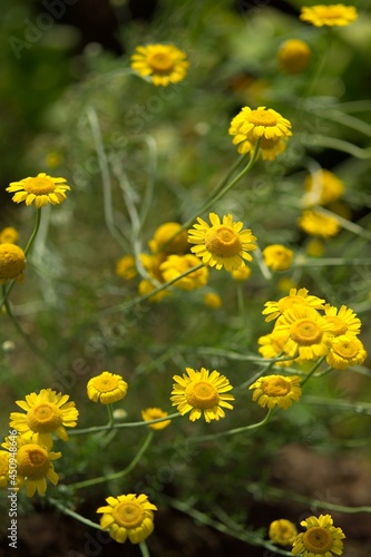 yellow herb flowers