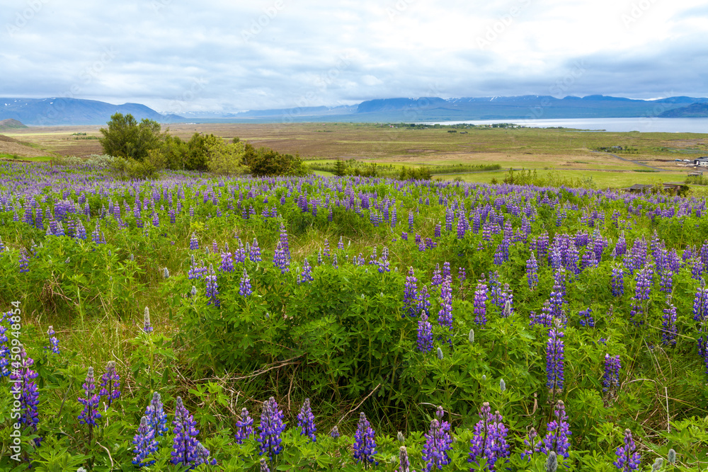 Fototapeta premium Summer Iceland panorama with lupin flowers grassland under blue sky