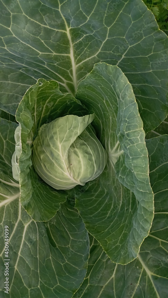 Ripe harvest on a Farm or Greenhouse. Cabbage head growing on the vegetable bed Ripe harvest on a Farm or Greenhouse. Cabbage head growing on the vegetable bed