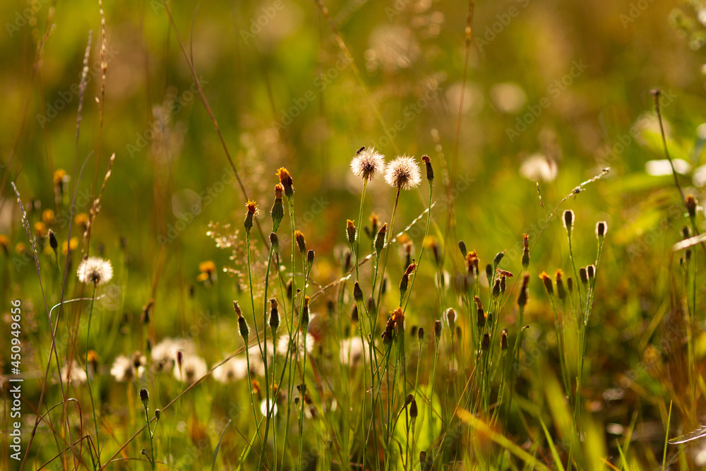 Real natural background: a field of wild flowers flooded with sunlight at sunset. Beauty of summer. Selective focus