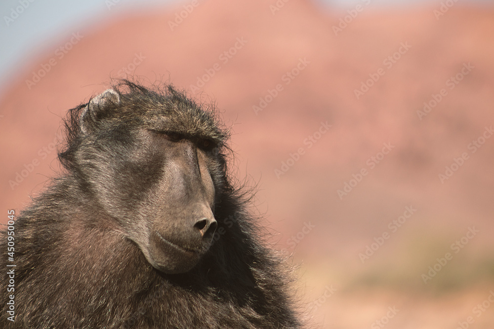 Wild african life. A Large Male Baboon standing in African bushes. Wild african life. A Large Male Baboon standing in African bushes.