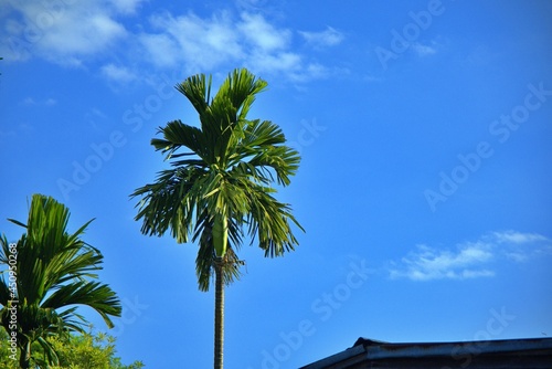 A Betel palm trees outdoor high over the roof house on blue sky background and copy space, Farm location in thailand