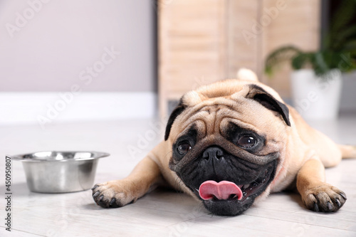 Cute pug dog suffering from heat stroke near bowl of water on floor at home photo