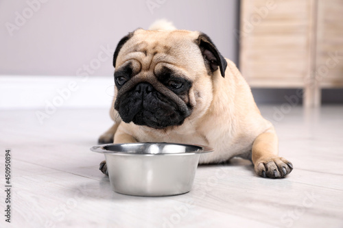 Cute pug dog suffering from heat stroke near bowl of water on floor at home © New Africa