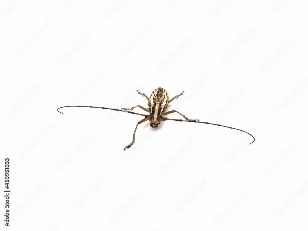 Epepeotes uncinatus beetle isolated on white background Epepeotes uncinatus beetle isolated on white background