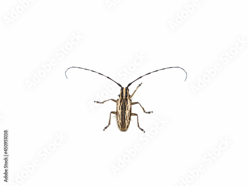 Epepeotes uncinatus beetle isolated on white background © SISYPHUS_zirix