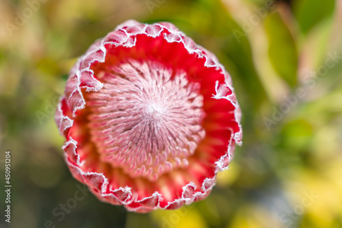 Close up of red Protea flower.