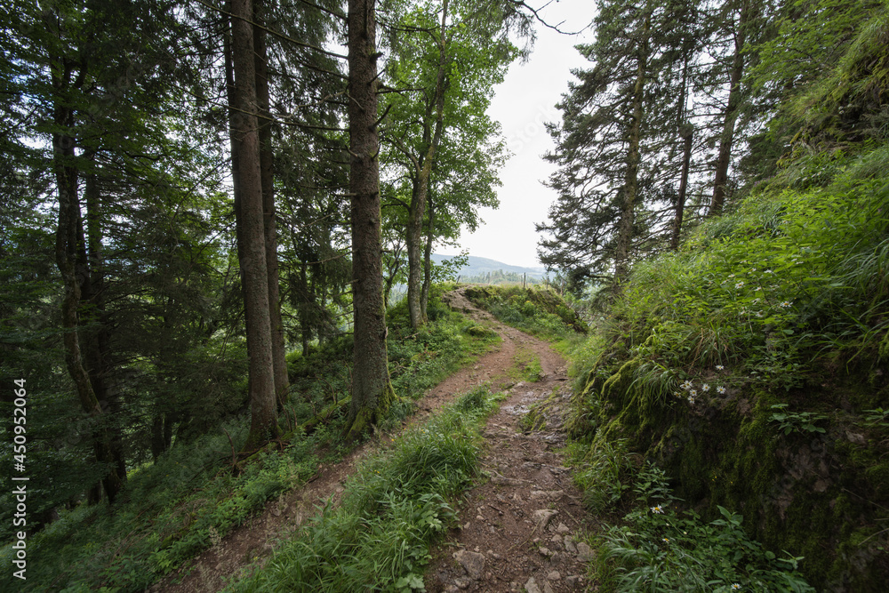 landscape in southern germany on the belchen, the belchen is a 1414m high mountain. and a beautiful viewpoint in the region.
landscape in southern germany on the belchen, the belchen is a 1414m high mountain. and a beautiful viewpoint in the region.