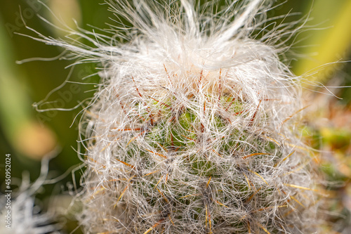 Close-up of Oreocereus celsianus (Old-man-of-the-andes) photo