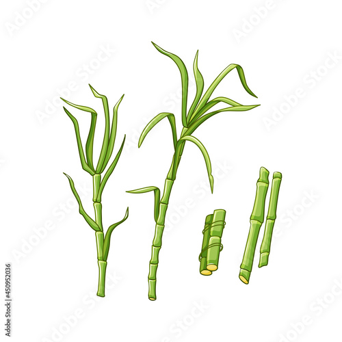 Sugarcane plants on a white isolated background. Green leaves and stems. Vector illustration in the cartoon style