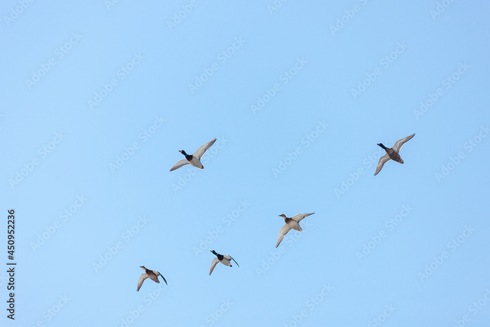 flock of ducks in flight