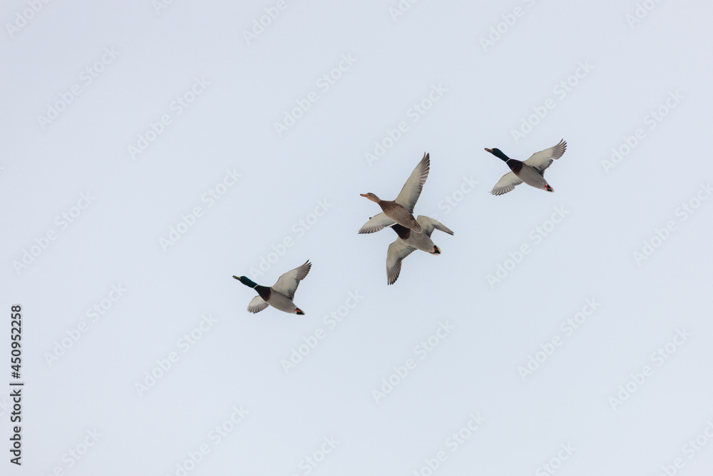four ducks in flight