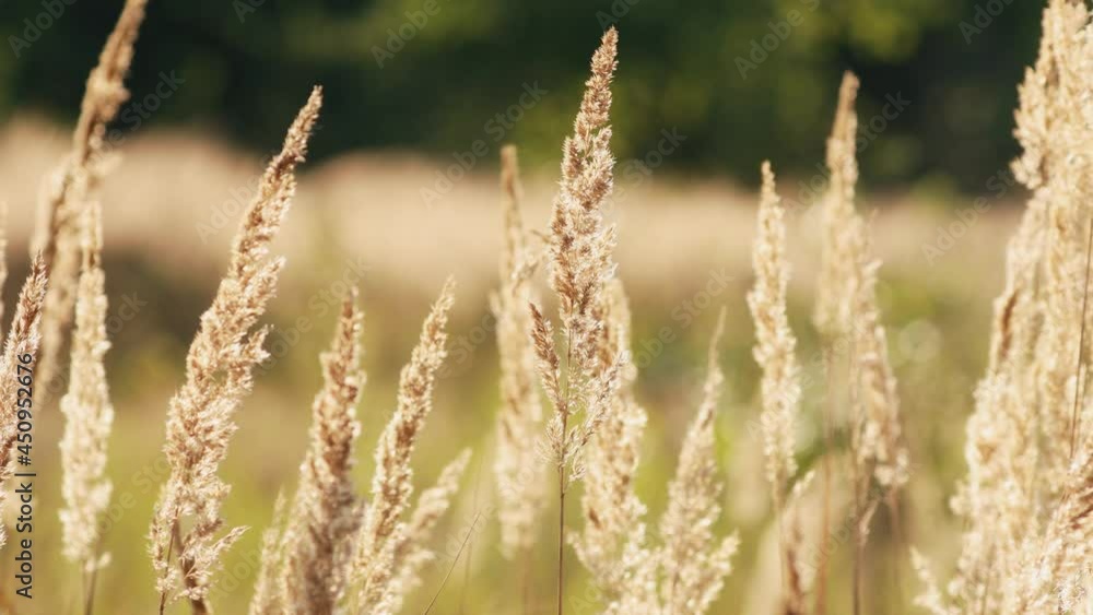 Beautiful Dry Grass In Sunset Sunlight. Wild Plants. Summer Autumn Nature At Evening Beautiful Dry Grass In Sunset Sunlight. Wild Plants. Summer Autumn Nature At Evening