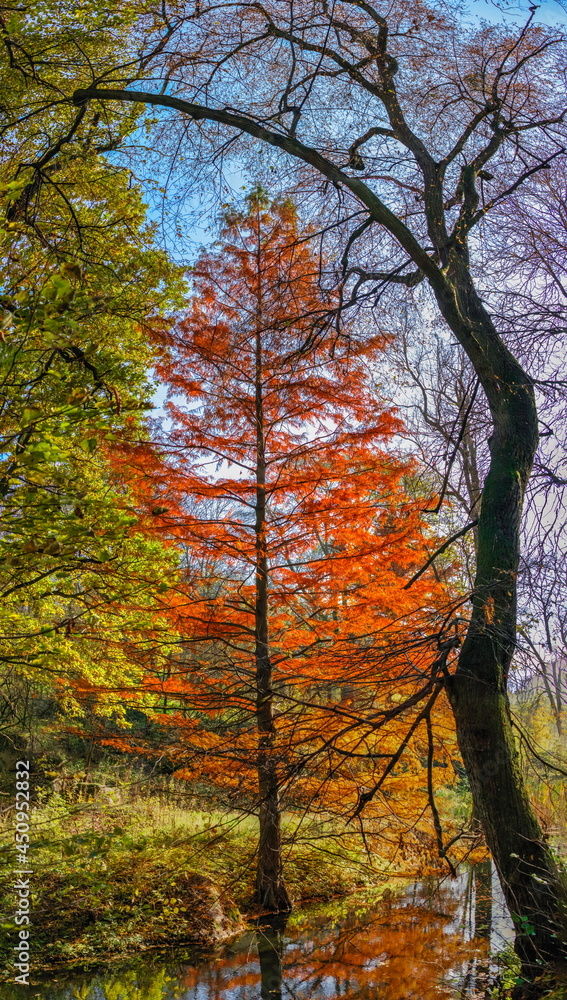 Sofiyivsky arboretum on a sunny autumn day. Uman, Ukraine