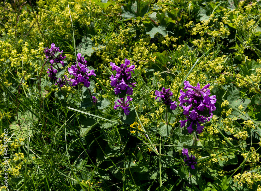 Obraz premium Summer,a short period of flowering plants in subalpine meadows, a rich world of diversity and colors of all kinds of flowers.