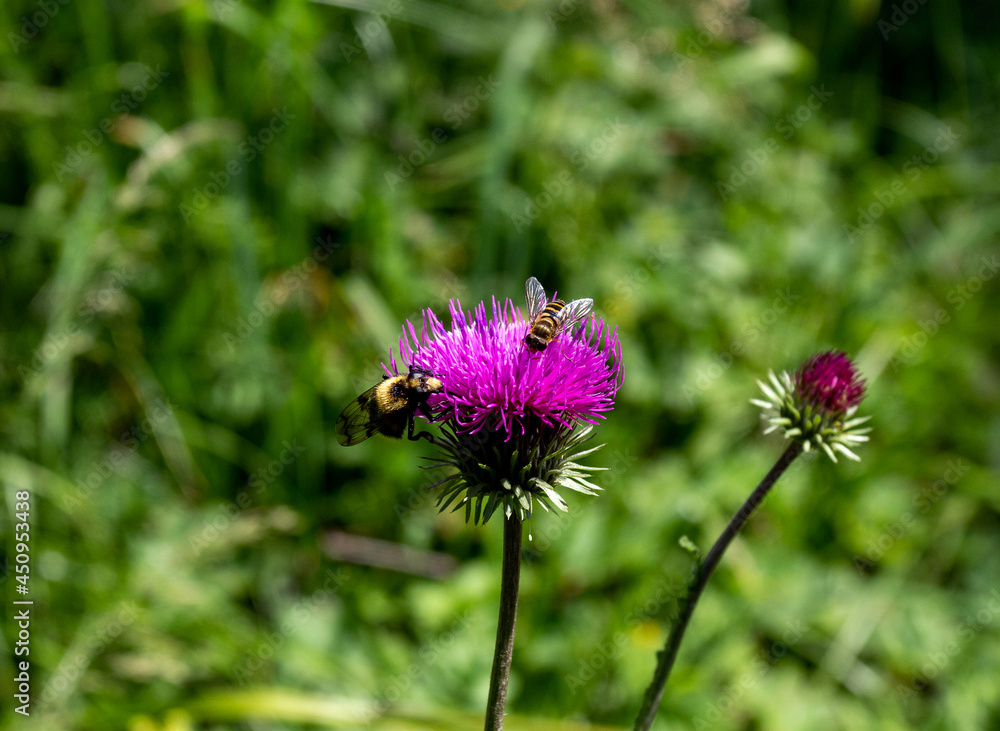 Summer,a short period of flowering plants in subalpine meadows, a rich world of diversity and colors of all kinds of flowers. Summer,a short period of flowering plants in subalpine meadows, a rich world of diversity and colors of all kinds of flowers.