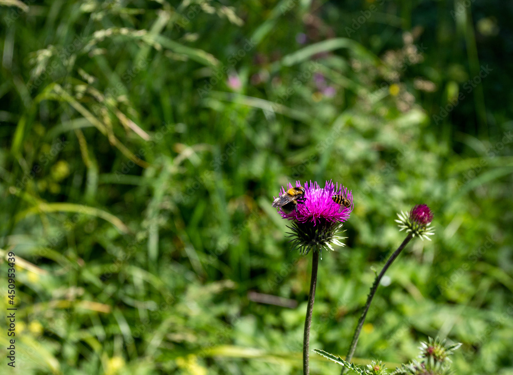 Summer,a short period of flowering plants in subalpine meadows, a rich world of diversity and colors of all kinds of flowers. Summer,a short period of flowering plants in subalpine meadows, a rich world of diversity and colors of all kinds of flowers.