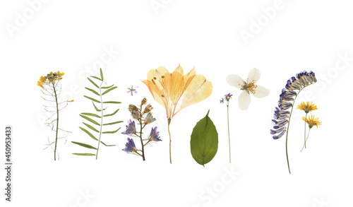 Fototapeta Naklejka Na Ścianę i Meble -  Wild dried meadow flowers on white background, top view