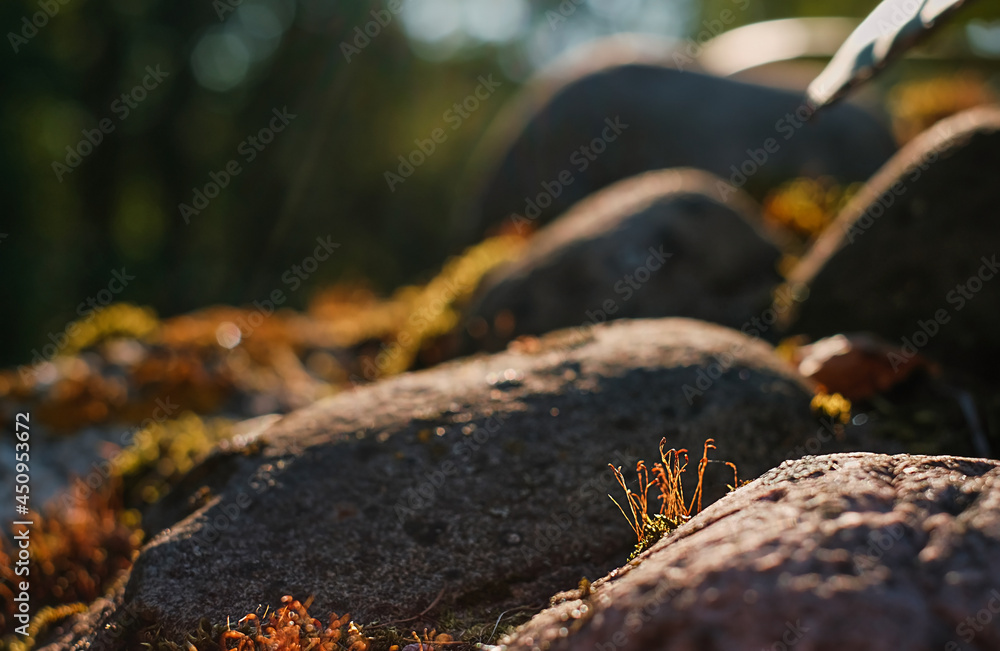 Beautiful red moss growing on rough granite stones in north in the forest in the rays of the setting sun. Selective focus on flowering moss. Backlight. Rocks and moss textures in nature for wallpaper Beautiful red moss growing on rough granite stones in north in the forest in the rays of the setting sun. Selective focus on flowering moss. Backlight. Rocks and moss textures in nature for wallpaper