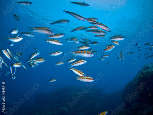 School of ornate wrasse (Thalasoma pavo) swimming in the warm and clear water of the Mediterranean Sea.