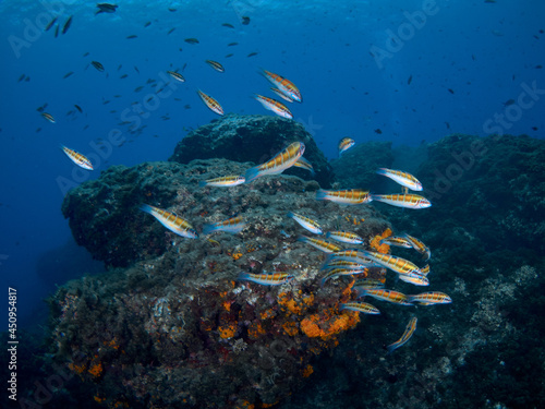 School of ornate wrasse (Thalasoma pavo) swimming in the warm and clear water of the Mediterranean Sea. photo