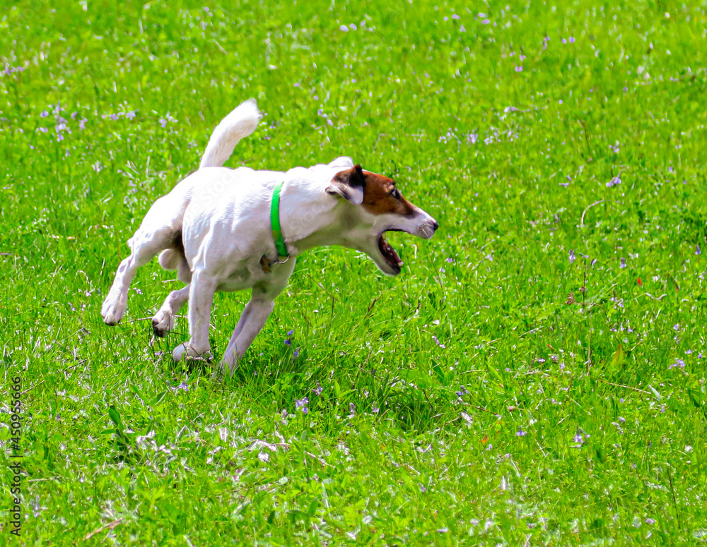 The dog runs on the green grass