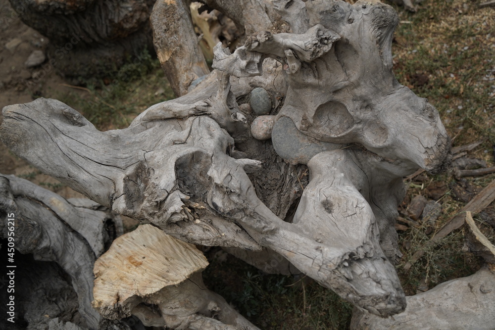 Large pieces of dried wood for making objects Large pieces of dried wood for making objects