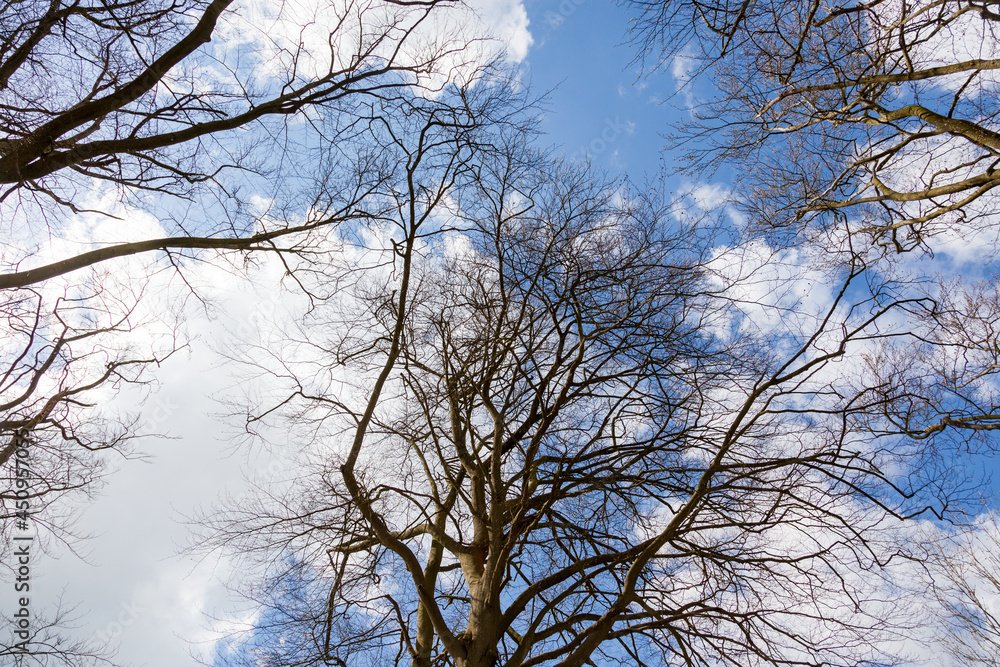 British tree British tree