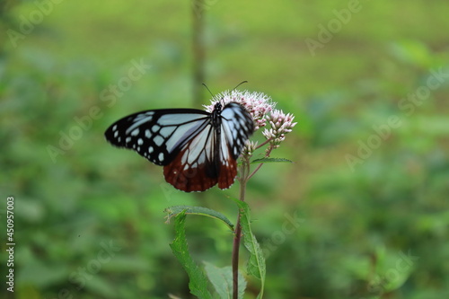 蝶と花 © 美穂 関根