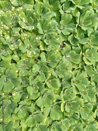 Green apu plants in the fish pond