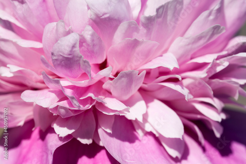 pink peonies blooming in the summer