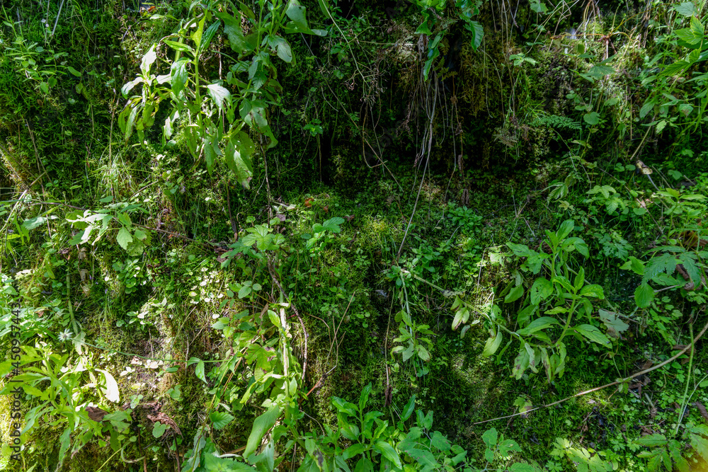 Background of densely growing green ferns and mosses on a wet rock wall Background of densely growing green ferns and mosses on a wet rock wall