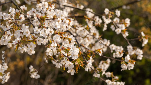 flowers in the spring