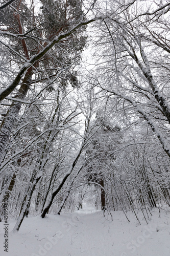 in the snow, deciduous trees in the winter season © rsooll